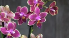 Ce trebuie să faceți dacă midges a început în orhidee